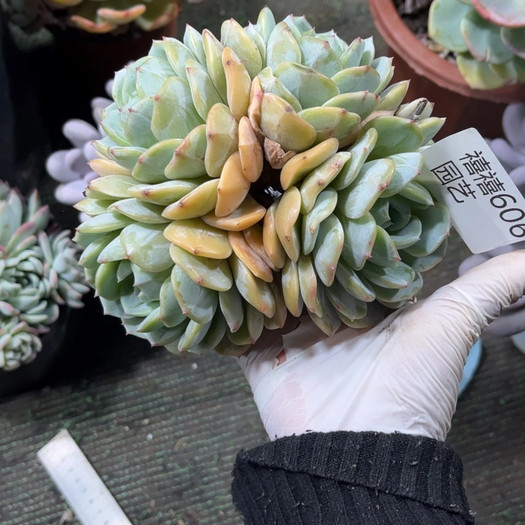 606劳林多肉植物～