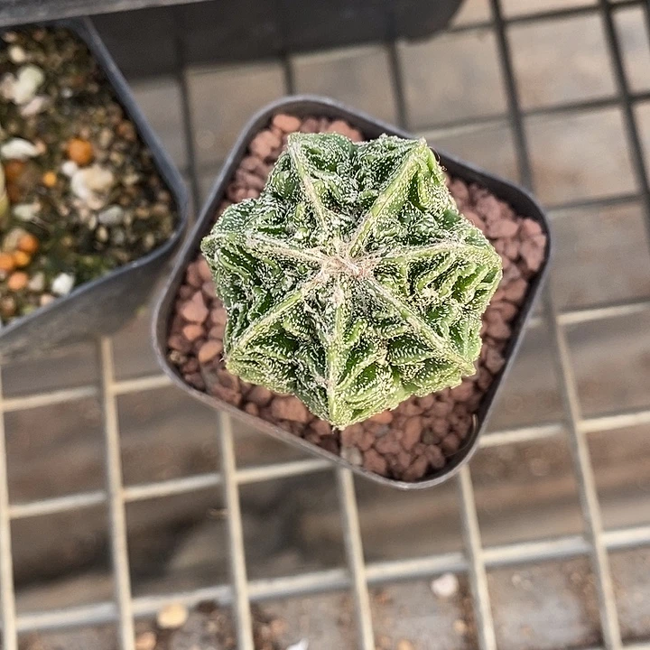 开播前的一个晚上我都