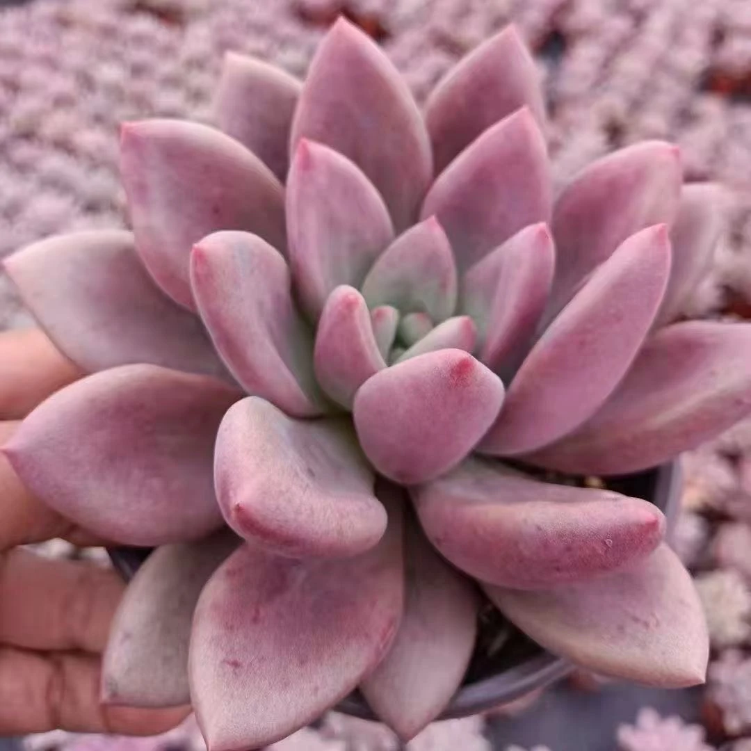 桃花源多肉新手好养