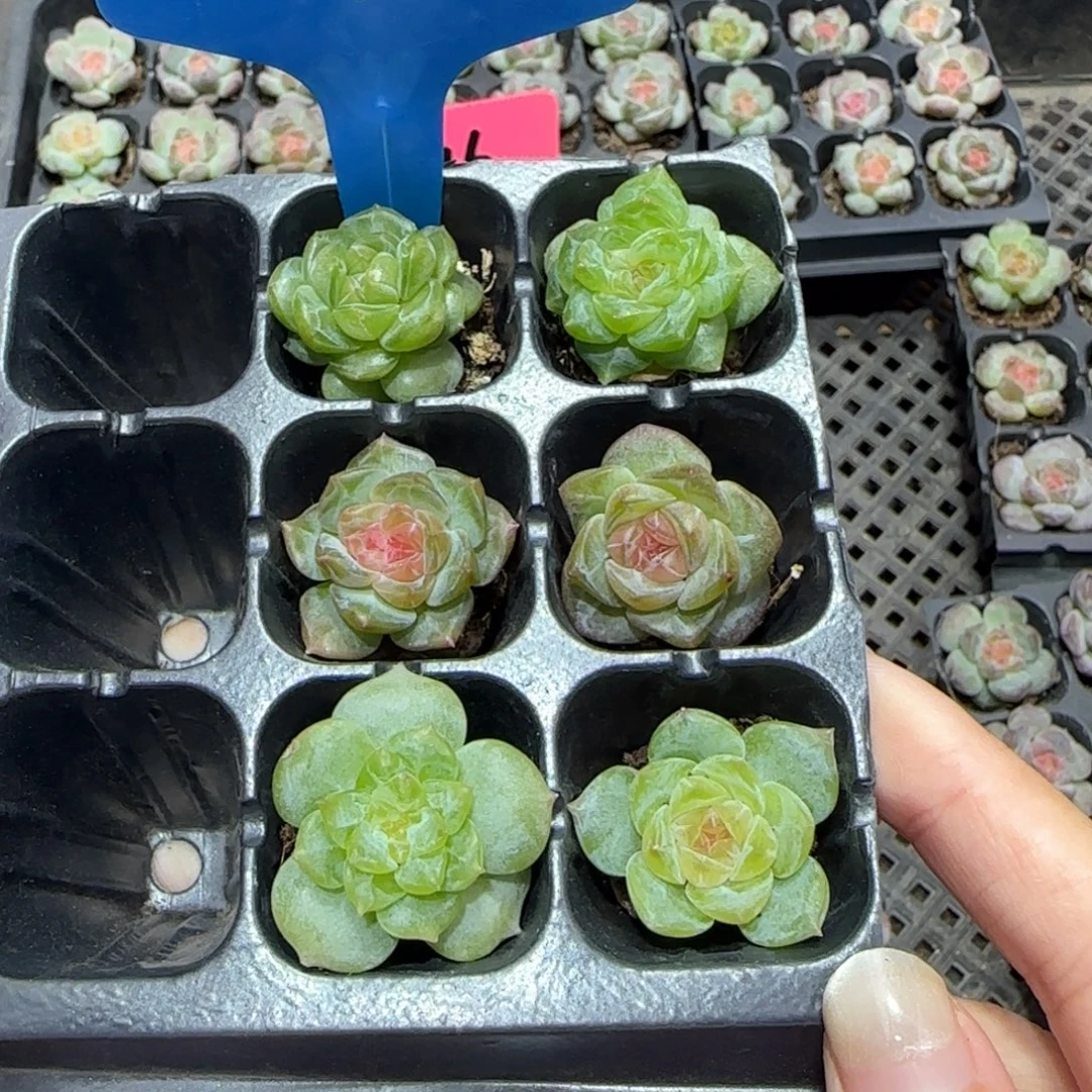 127满38包邮➗偏远发货后不退货退款