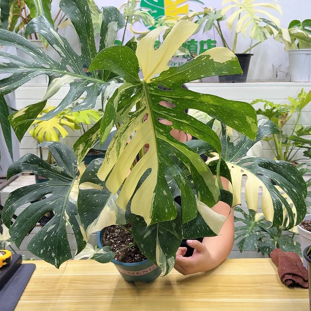 无花朵s****2洒金老叶有焦A7