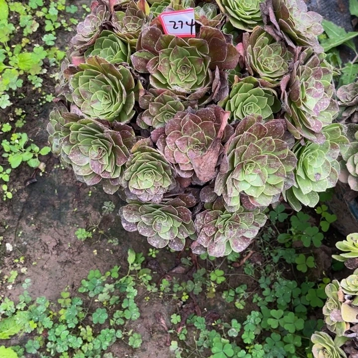 274花月夜多肉植物法师