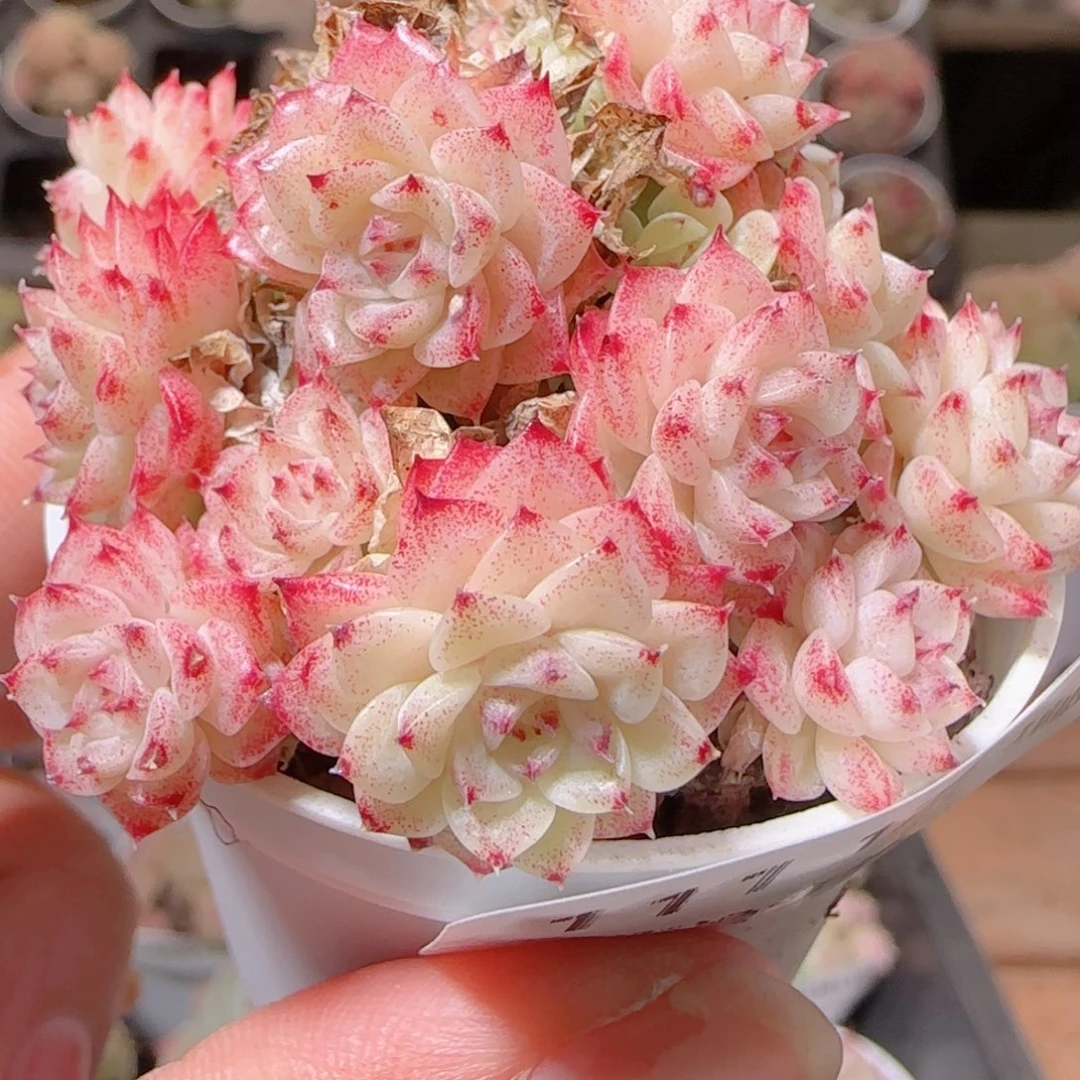 花语多肉1214-111红魔仙散