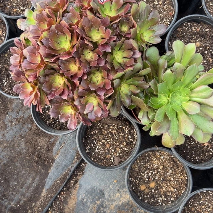 多肉植物648不售后