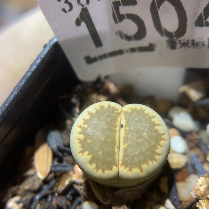 Zzz精品生石花1504