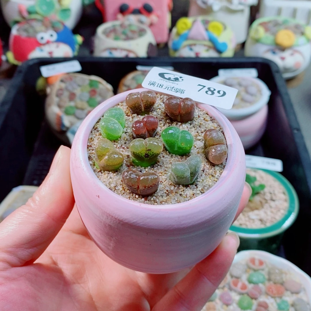 茶***色生石花花花花花花789