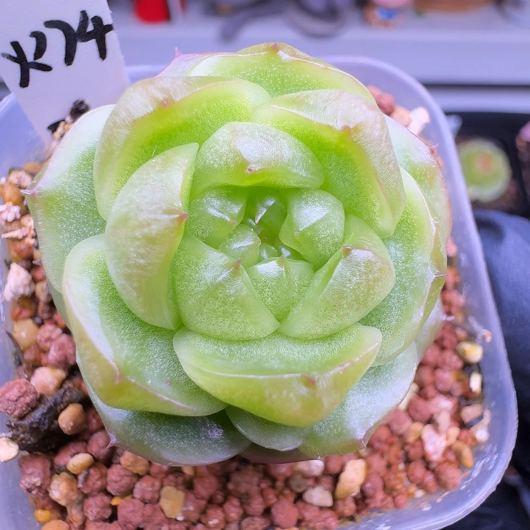 不知名珍妮 一物一品福利