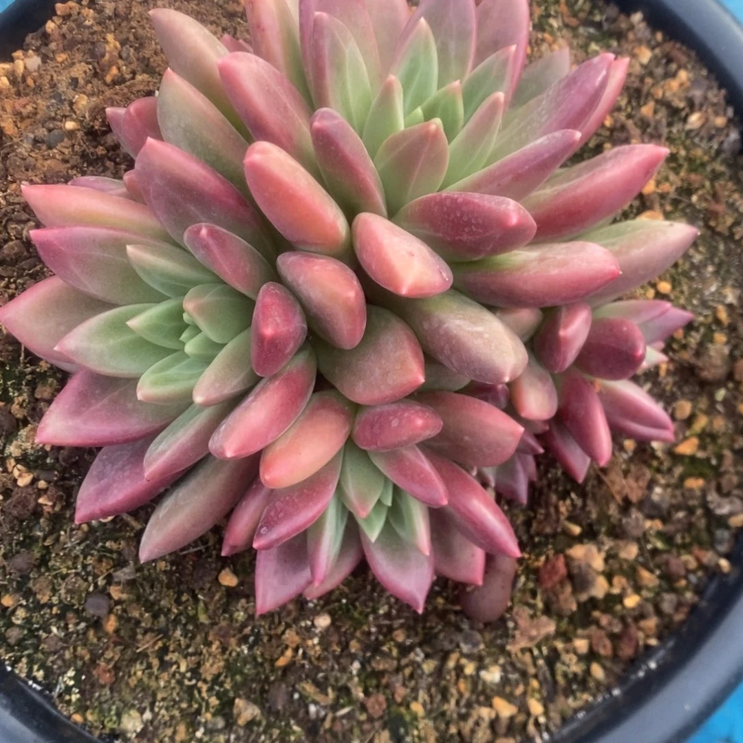 迷雾泡泡。