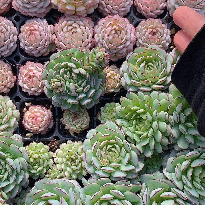 261-262 多肉植物盆栽花卉植物