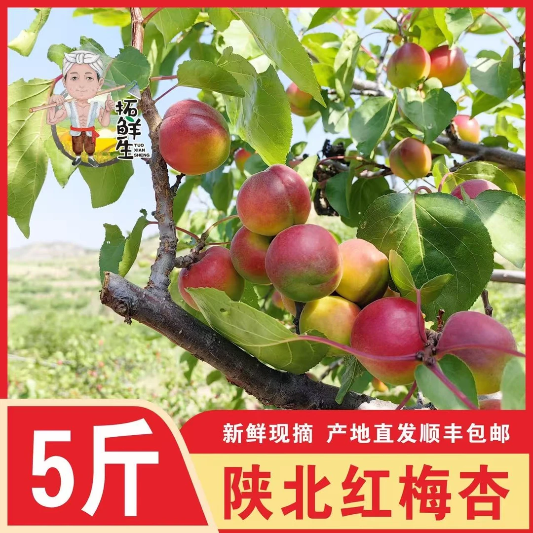 【陕北红梅杏】拓鲜生精品巴杏现摘现发5斤顺丰包邮