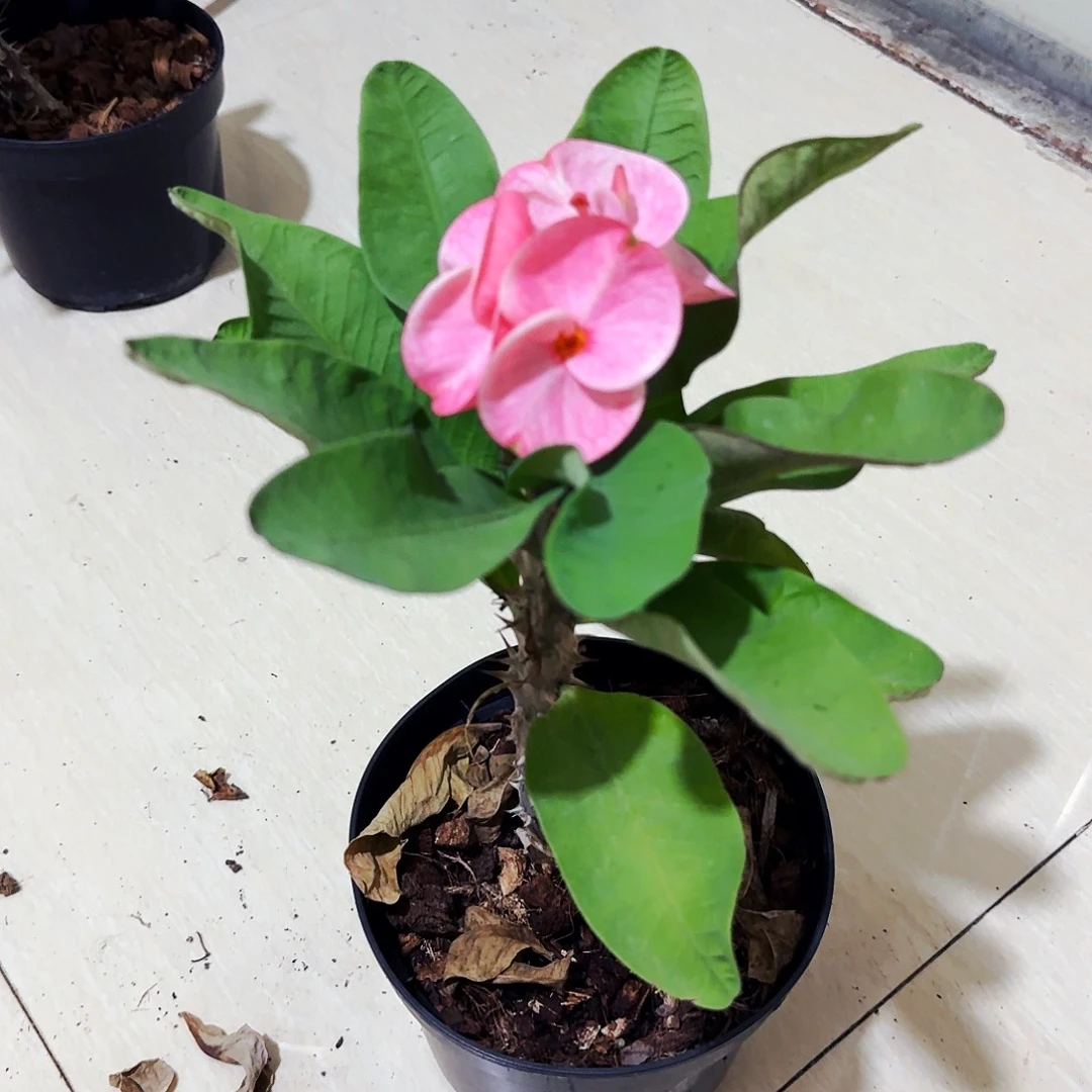 完全开放普吉岛女孩直播间一物一拍