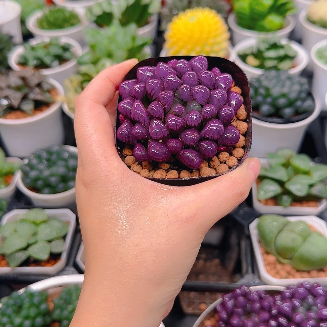 紫宝石冰灯玉露，原盆，人工上色