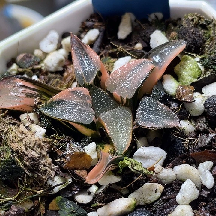 落***尘642丘比特锦特选福利