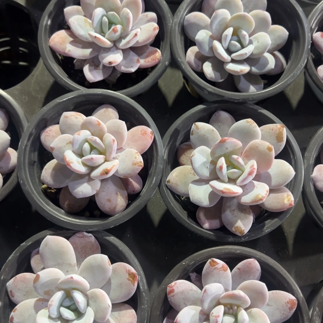 雪莲到手1颗 量拍多肉满18包邮