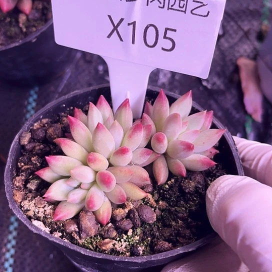 李*月我是第一百个为妖刀应援的阴阳师