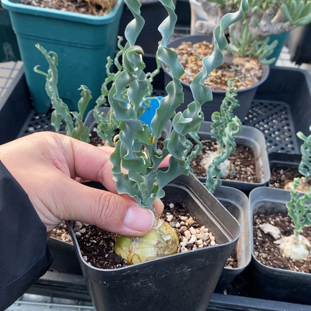 DC弹簧草多肉植物