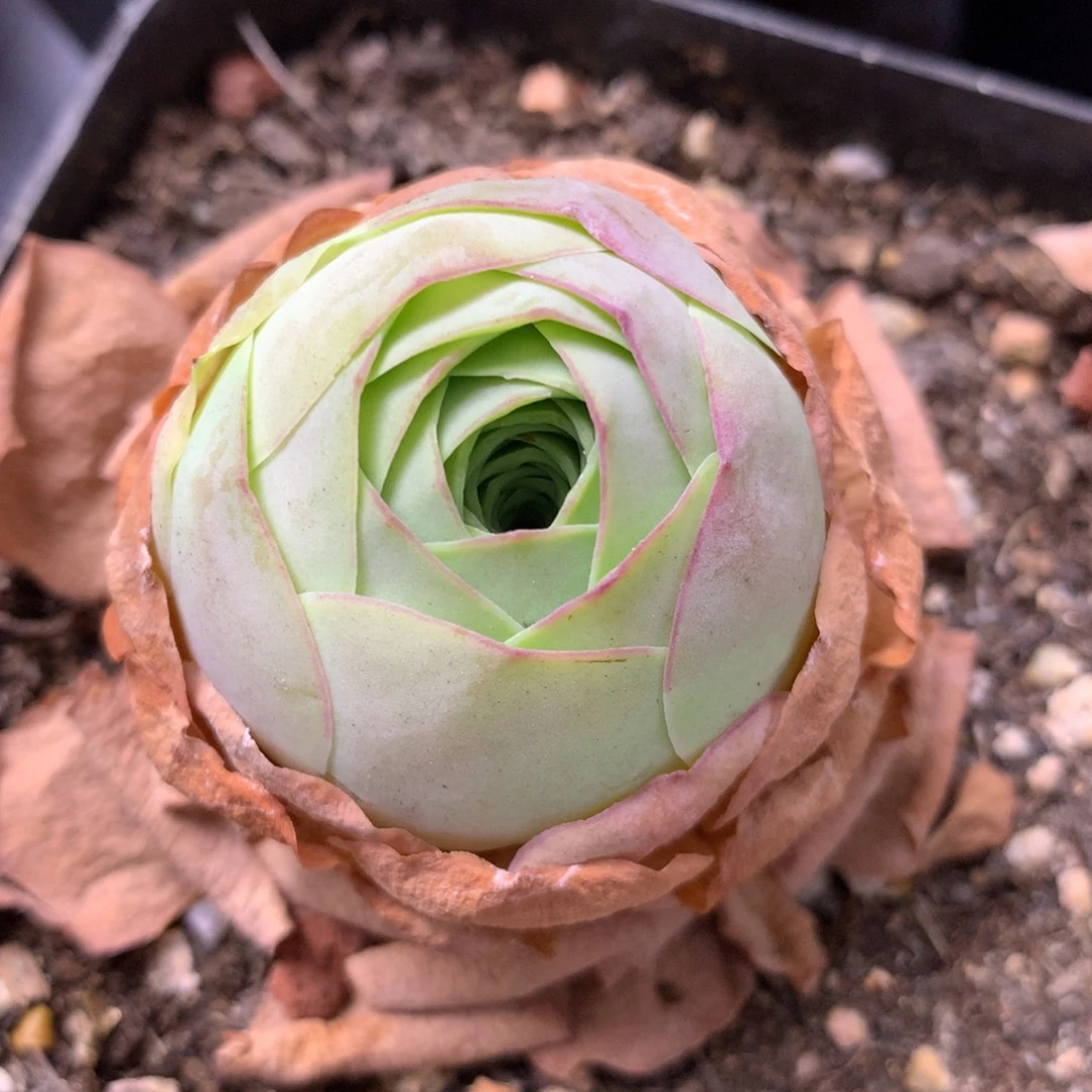 一物一拍星辰福利239