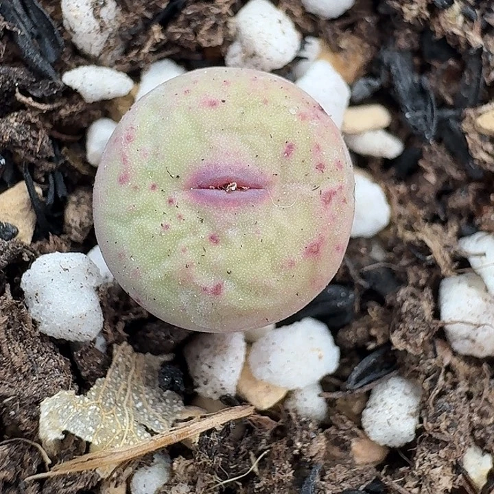 老马生石花红嘴1013