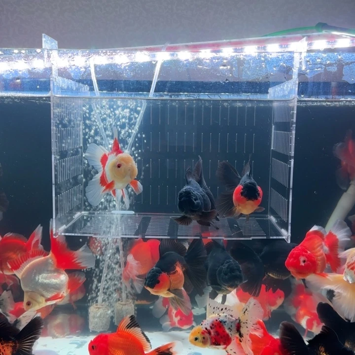 深***赔金鱼小娇泰狮金鱼3条