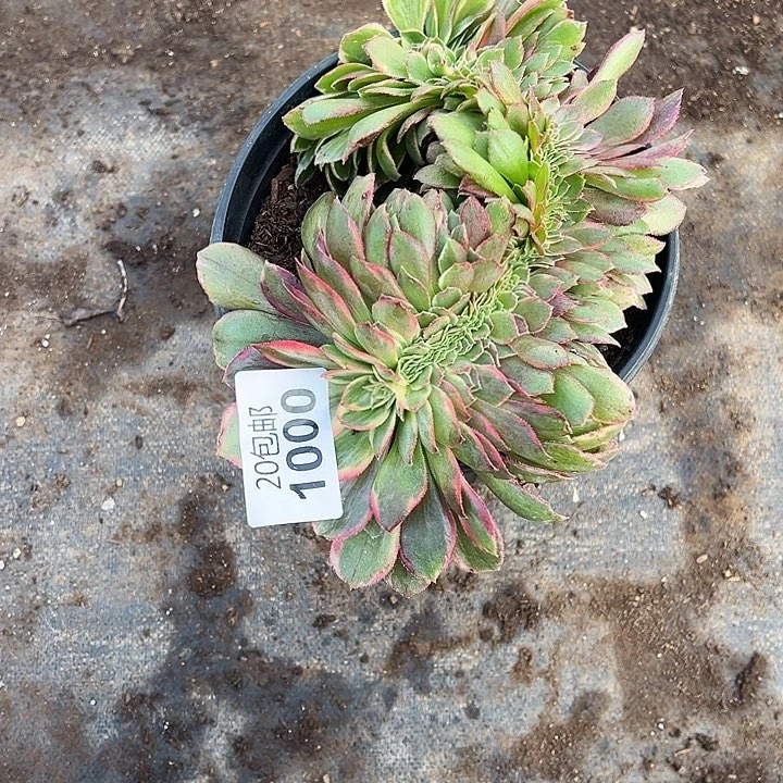 多肉植物1000种植物
