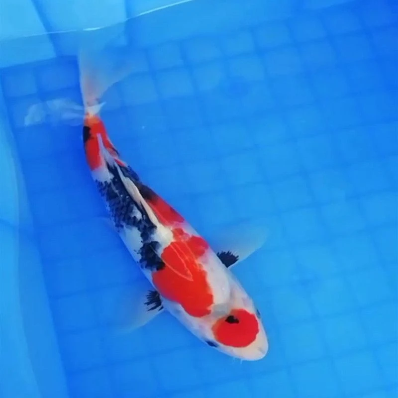 血统锦鲤观赏鱼一条（红白 大正 昭和）