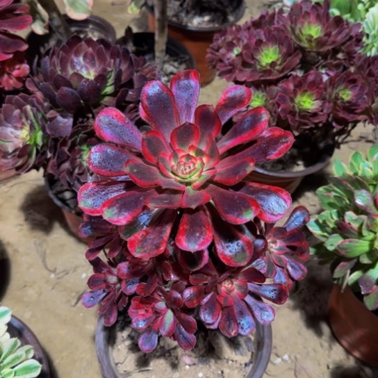 香奈儿9.9多肉植物