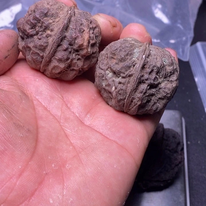 吊坠文玩核桃云南铁核桃直播140号