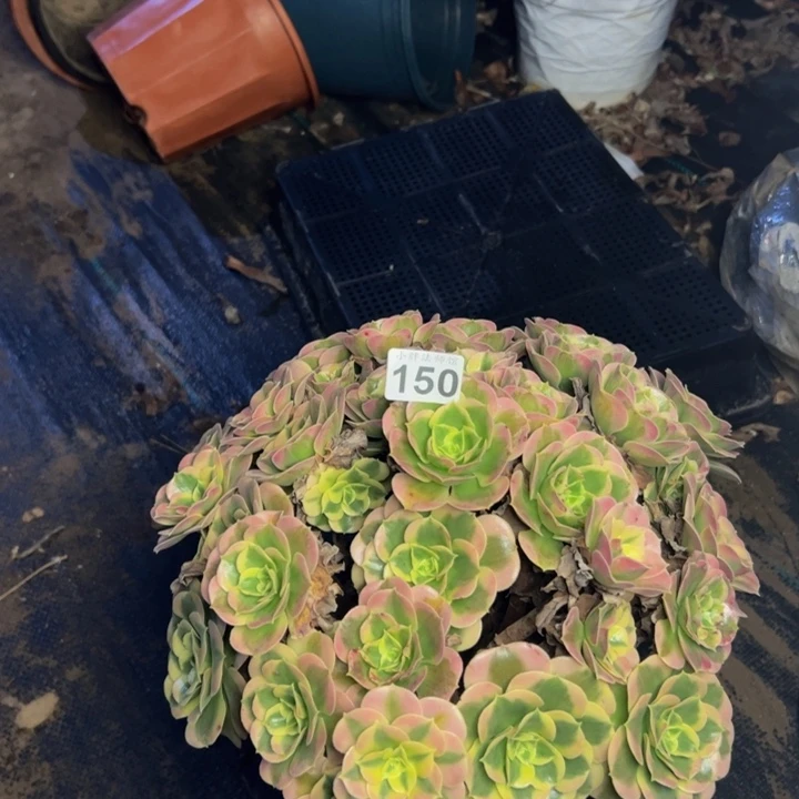白凤150多肉法师一物一拍