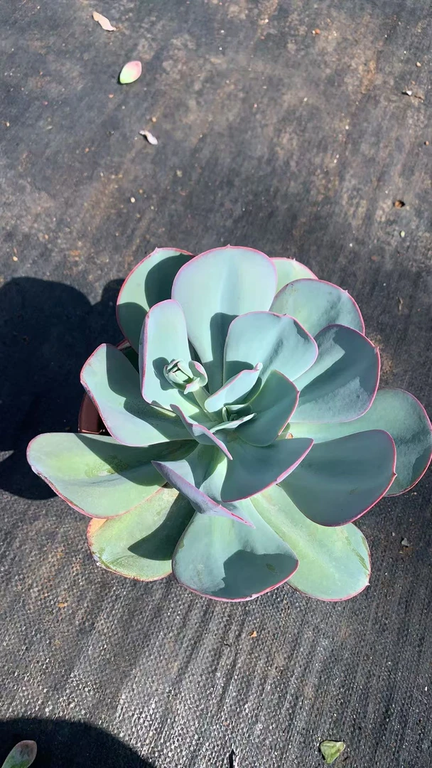 精品蓝光 新手好养云南昆明发货精品多肉绿植园艺种植多肉植物