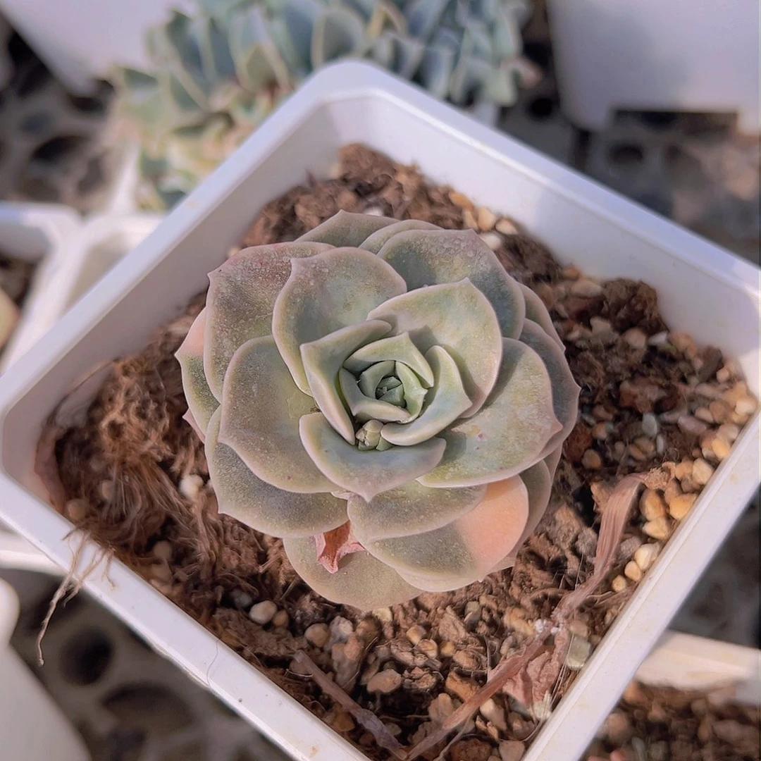 可爱玫瑰锦，少锦