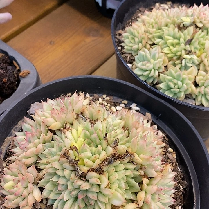 大盆麦杆锦群福利多多