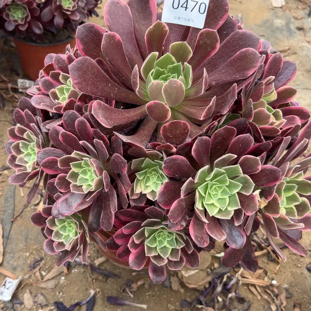 f****g470多肉  金丝雀