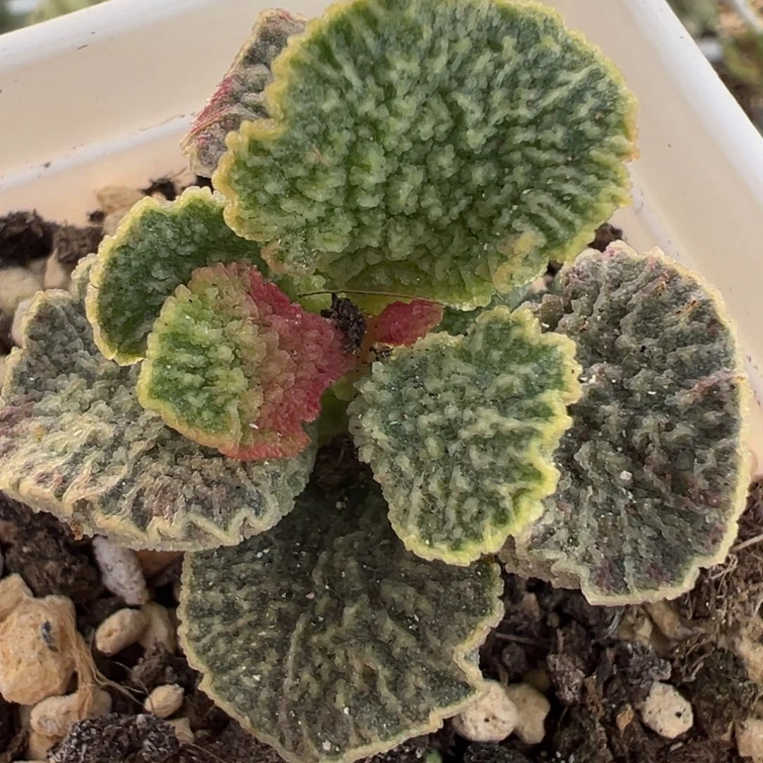 红玫瑰单头纯木质桩多肉植物