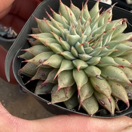 298银星多肉植物多