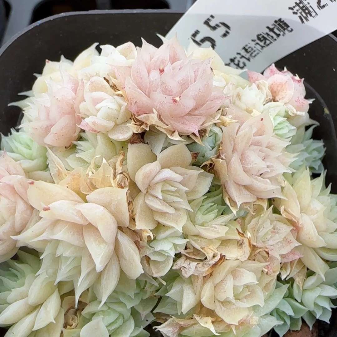 花语逸境0207-55散