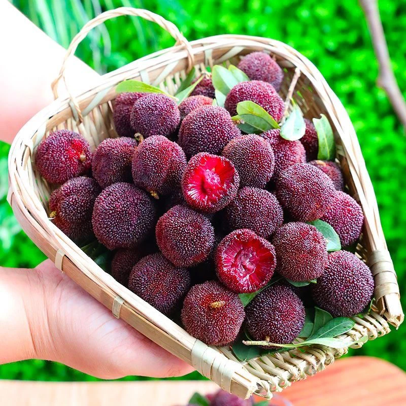 当季新鲜杨梅既食高山小杨梅土杨梅酸甜可口爽口当季杨梅顺丰包邮