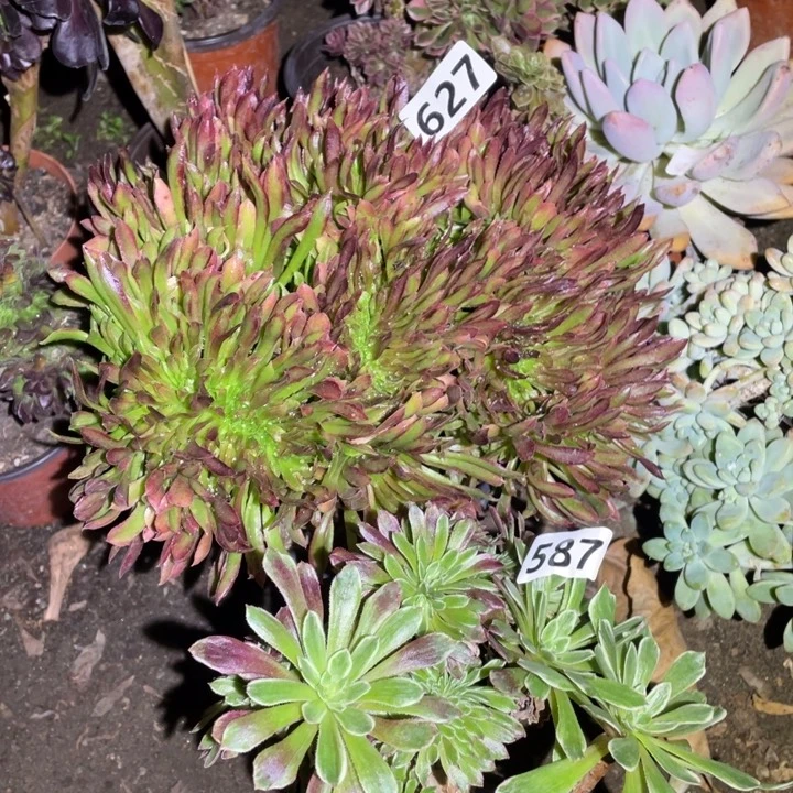 用***3627红珊瑚加587水墨画