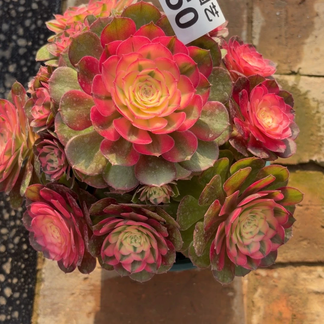 春***明荔枝老桩650肉肉肉肉