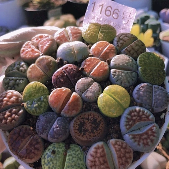 无花朵1166，9厘米盆如图