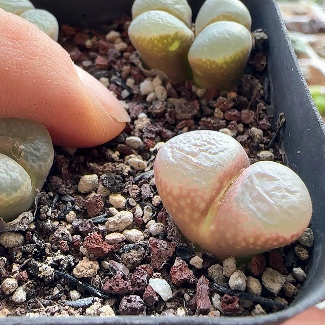 迪**特28包邮脱土发货25521