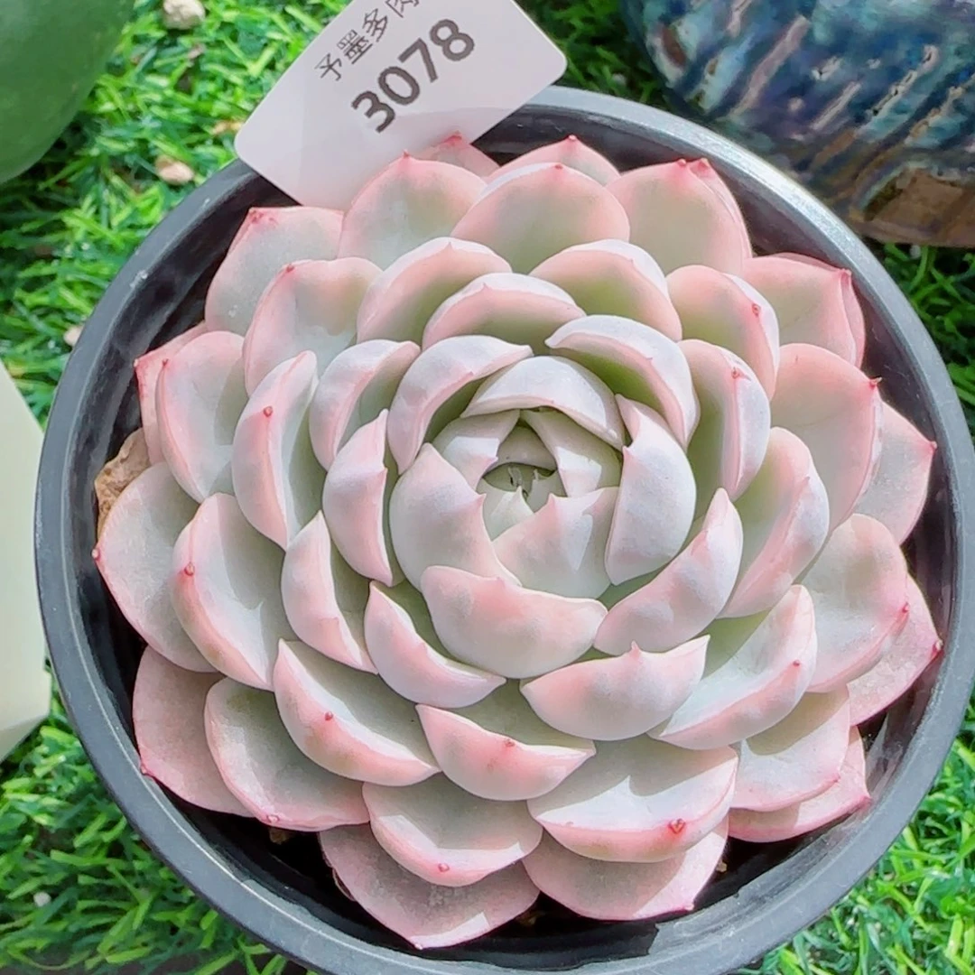 雪球锦，3078多肉植物