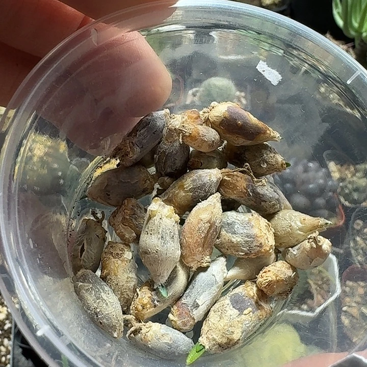 桃***子769一盒蓝花韭种子