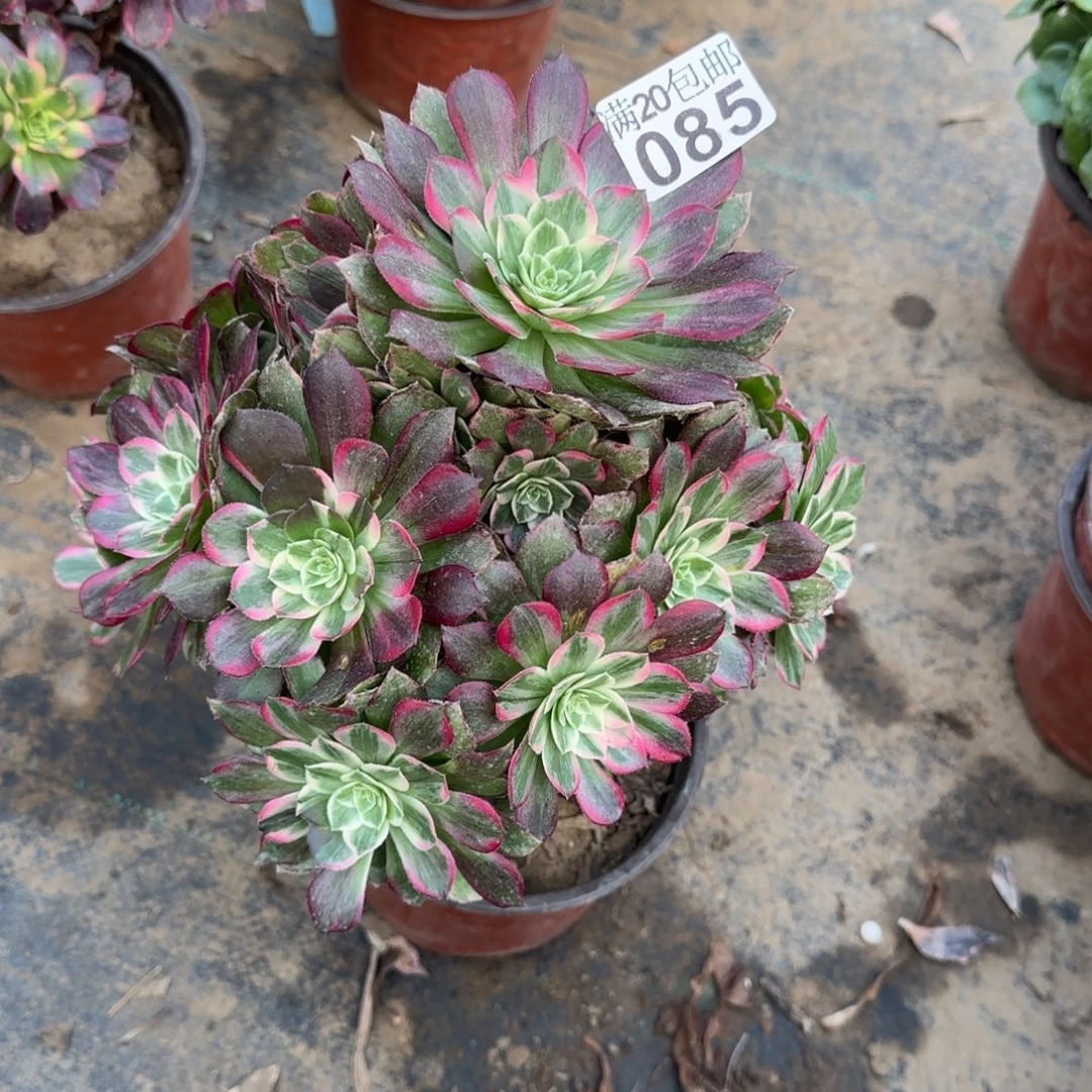 莲花085满20包邮断枝不包