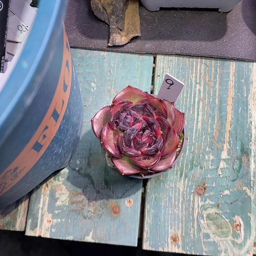 【闪购商品】l****e红山果9多肉