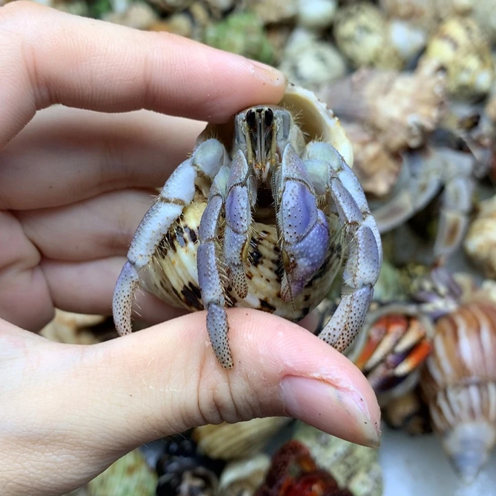 42t。    里拉福利2口