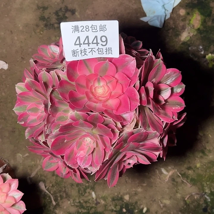 笑***开4449红女巫多肉植物