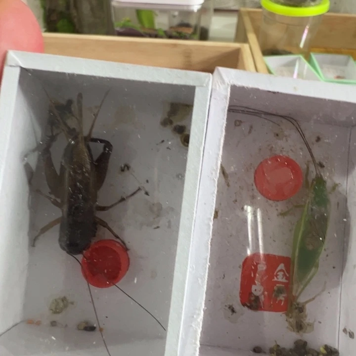 长须橙杆加野采油葫芦