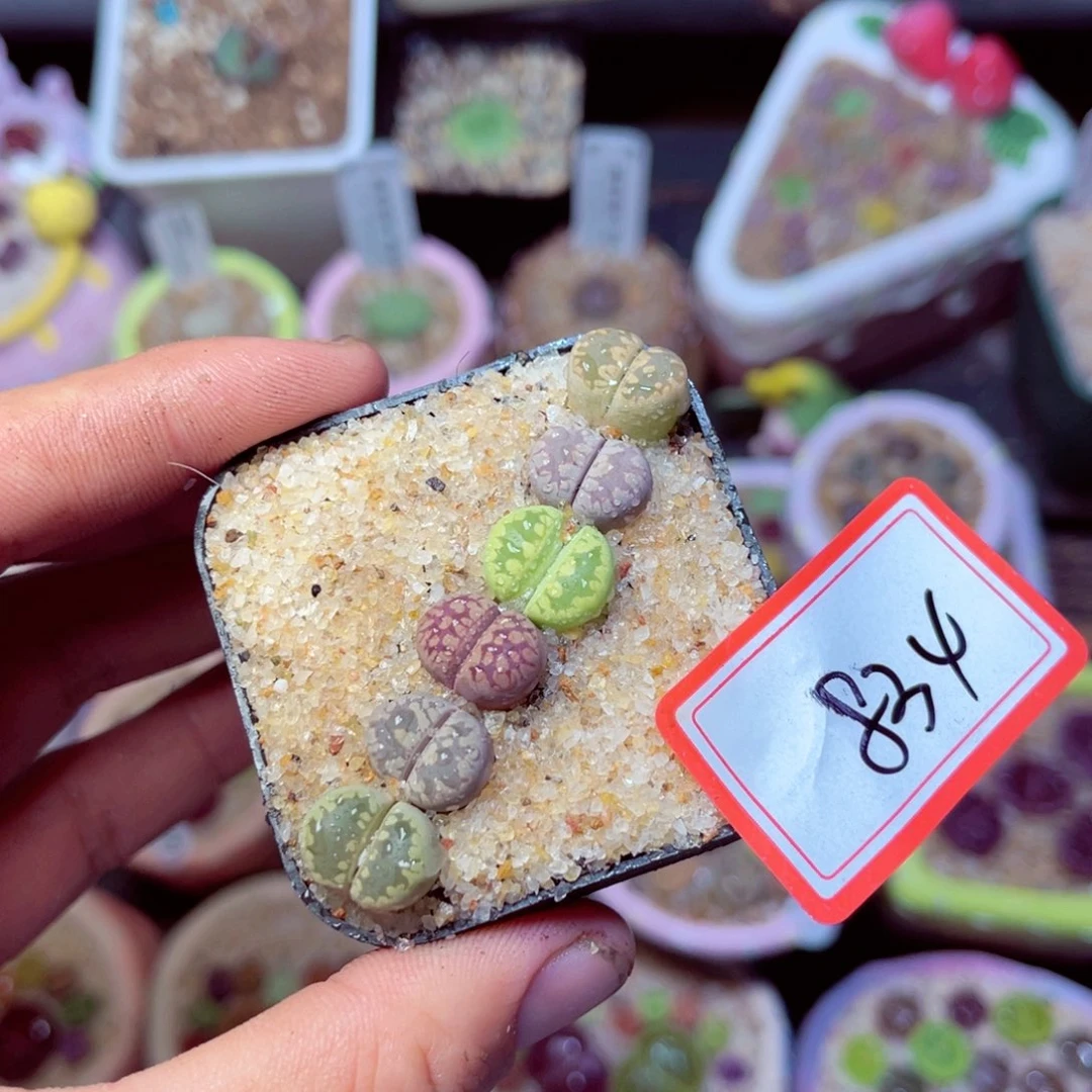 834生石花带盆发