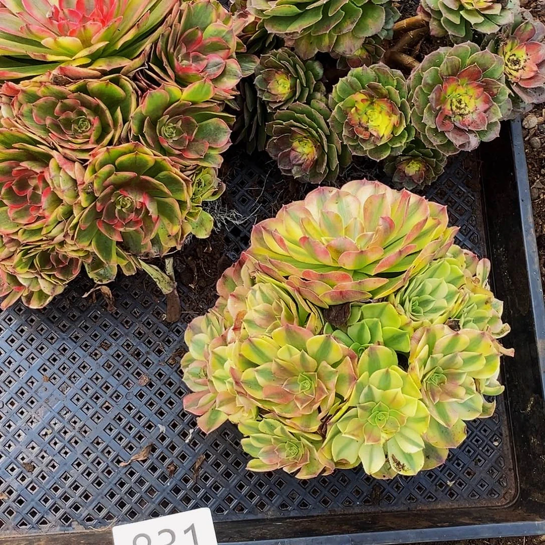 上古园艺多肉植物831