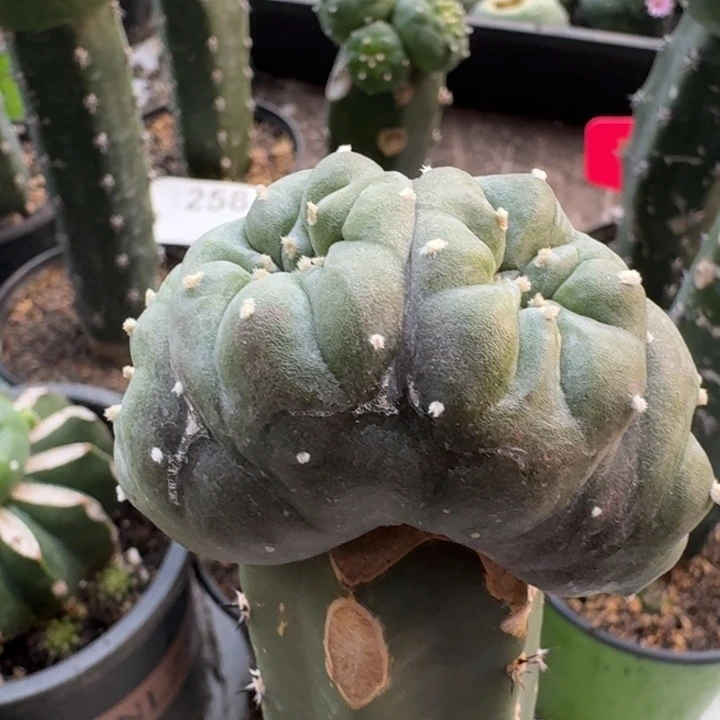 石化群仙人球256